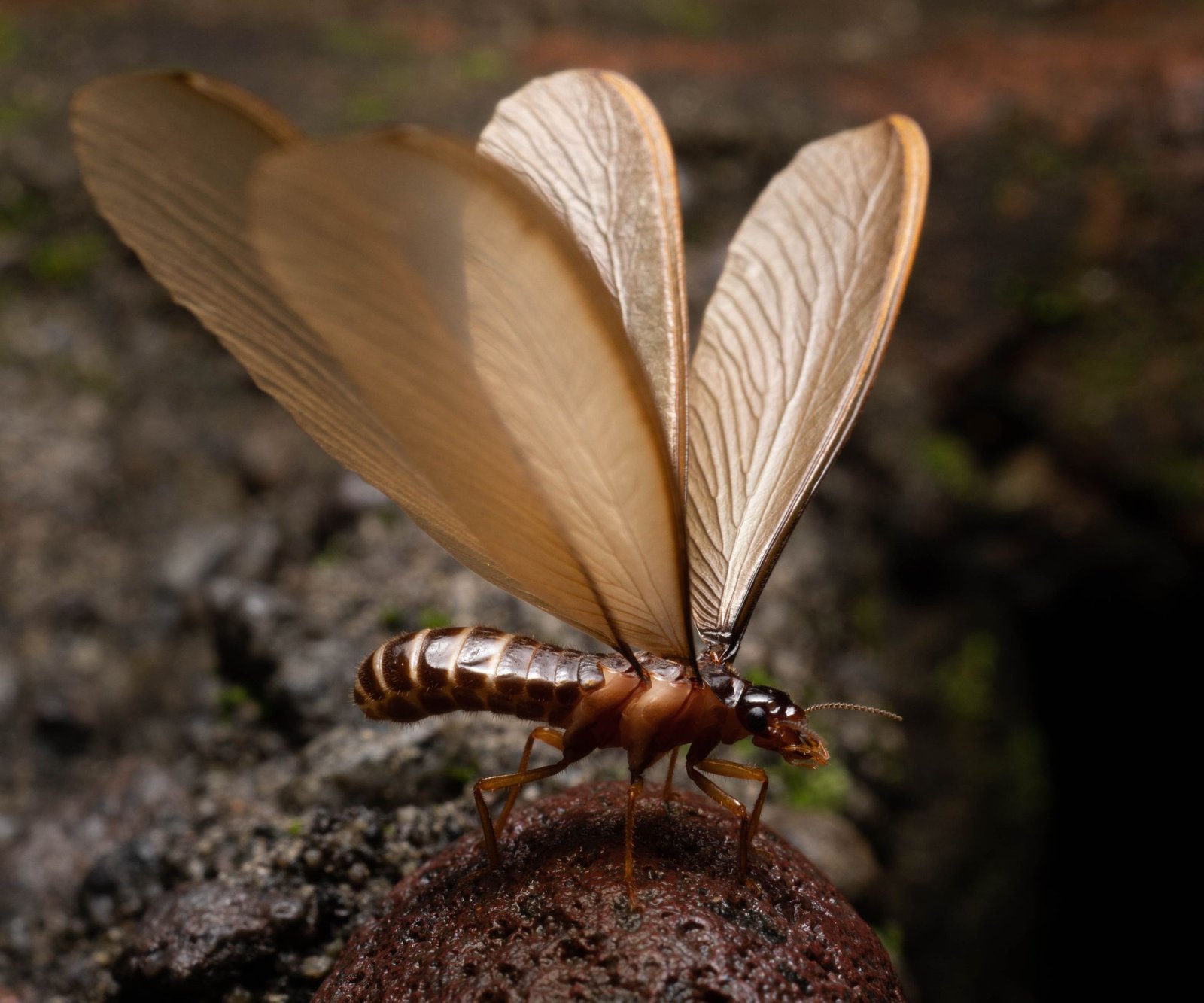 Effective Strategies on How to Get Rid of Flying Termites